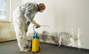 Best Environmental Consulting for Mold Prevention  in Canton, TX